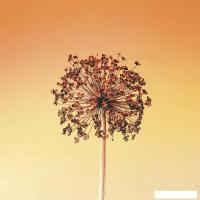 Картина Stamprint Солнце SP016 (50x50)