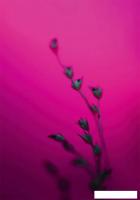 Картина Stamprint Растение SP023 (100x70)