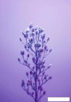 Картина Stamprint Ветка 2 SP024 (100x70)