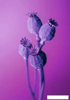 Картина Stamprint Маки SP022 (100x70)