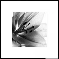 Картина Stamprint Листья 1 BW007 (50x50)