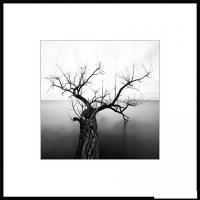 Картина Stamprint Природа 2 BW002 (50x50)