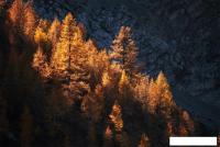 Картина Stamprint Золотая осень NT032 (80x120)