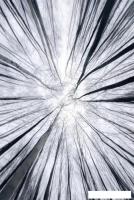 Картина Stamprint Взгляд вверх SP033 (120x80)