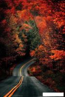 Картина Stamprint Дорога в осень NT025 (120x80)