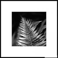 Картина Stamprint Листья 3 BW009 (50x50)