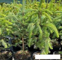 Красный клен Ель колючая Glauca (60-80 см)
