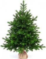 Ель National Tree Company Грация Премиум ГР/ПР-90 90 см