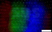 Световой дождь Neon-Night Светодиодный Дождь 2х2 м [235-349]