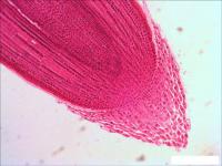 Levenhuk N18 NG 29276