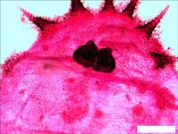 Levenhuk N20 NG 29277